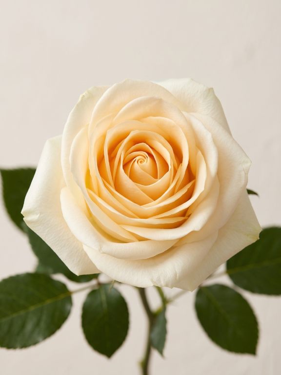 CREME DE LA CREME   ROSES